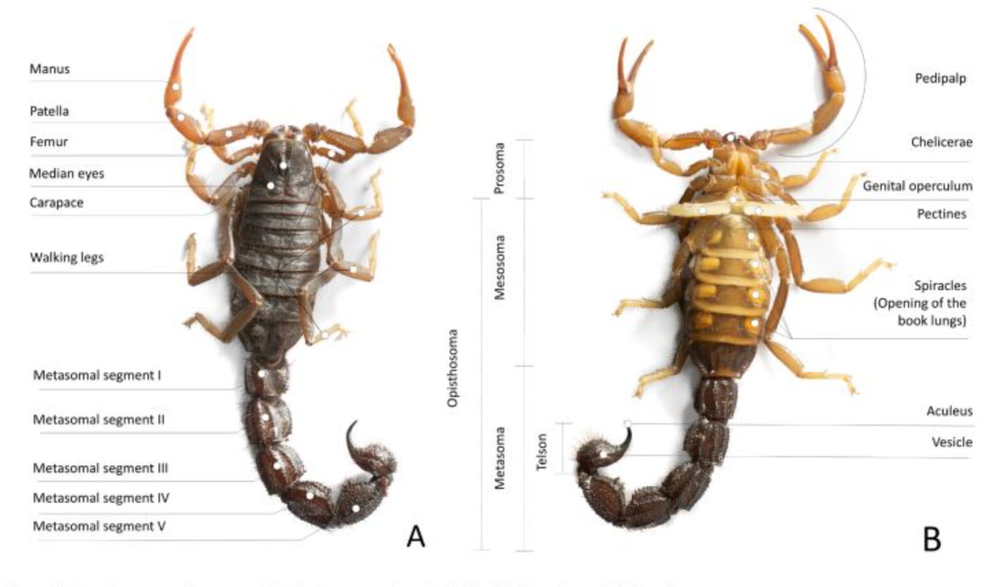 疯狂的蝎子:每年被吃掉100吨,闷声的产业背后有何隐忧?-热门资讯