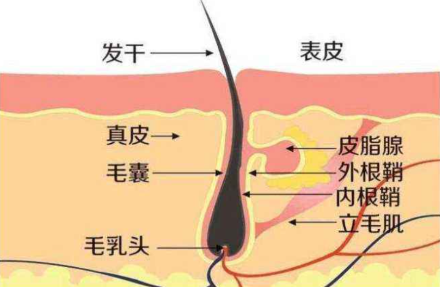 男性进化出胡须，是用来做什么的？达尔文至死都没搞明白这个问题