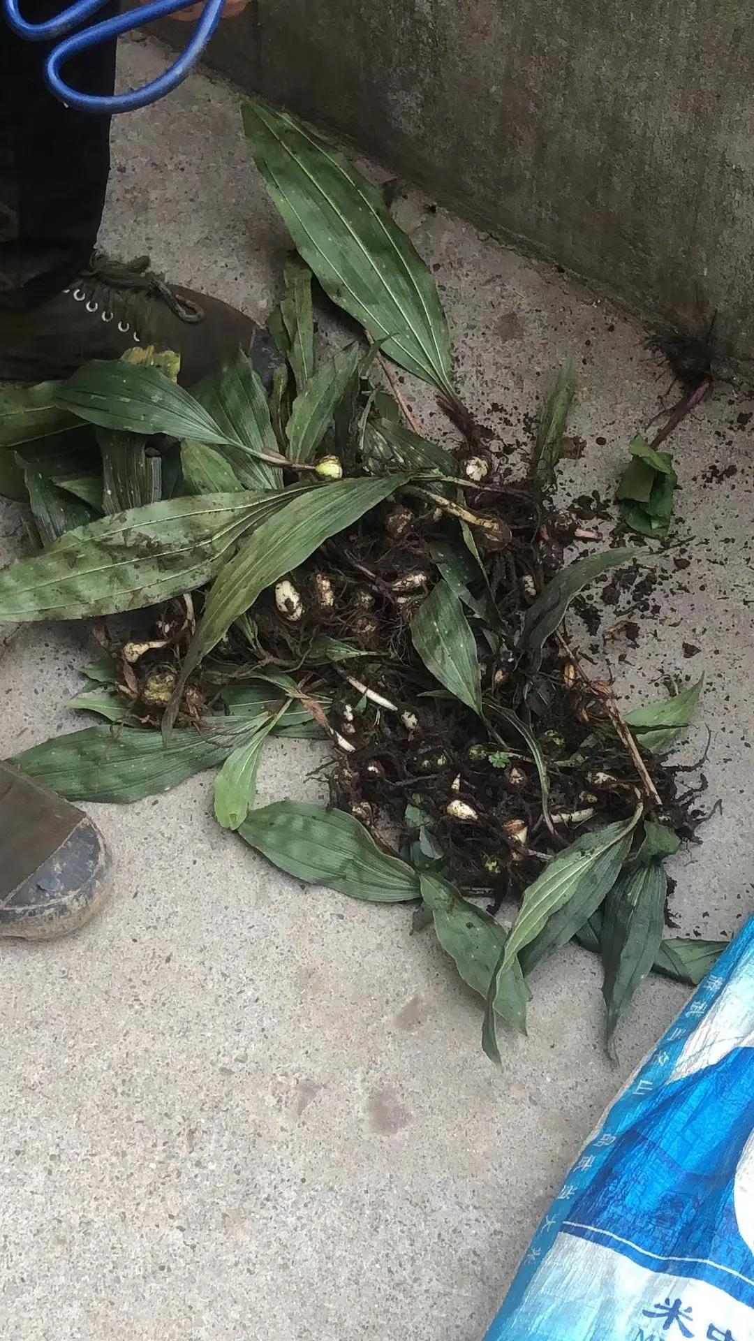 毛慈菇 生长在荒地边,多喜欢潮湿,半阴半阳的地方