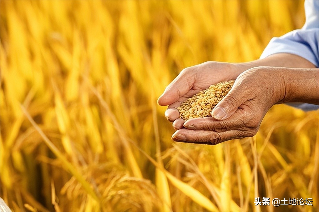周口小麦价格今日多少钱一斤，周口小麦价格最新行情走势图