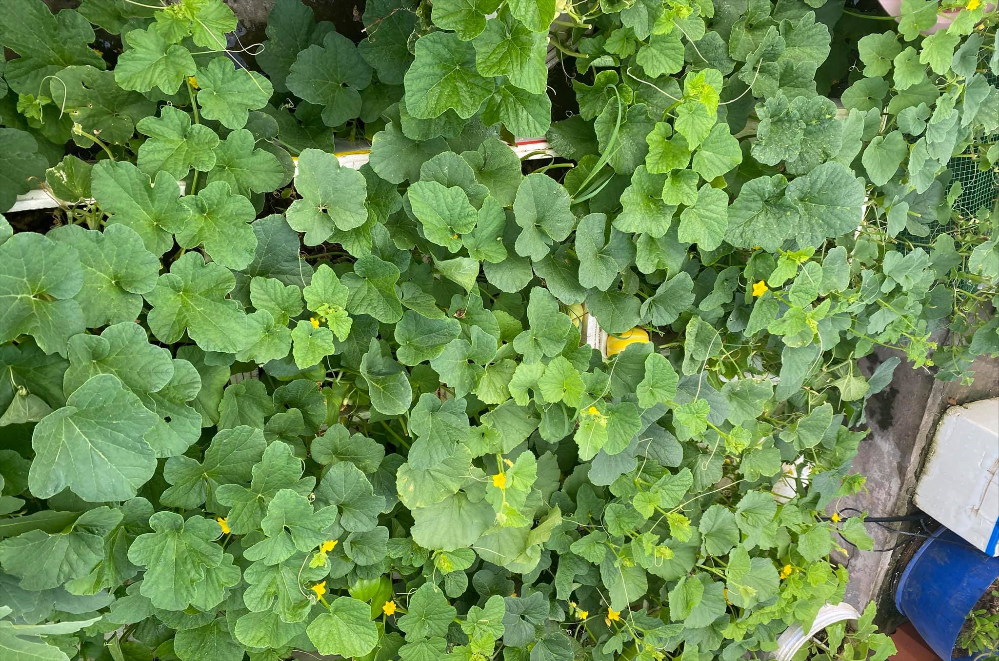 女厂长利用100平方米露台，投资3000块钱，种植了各种干净蔬菜