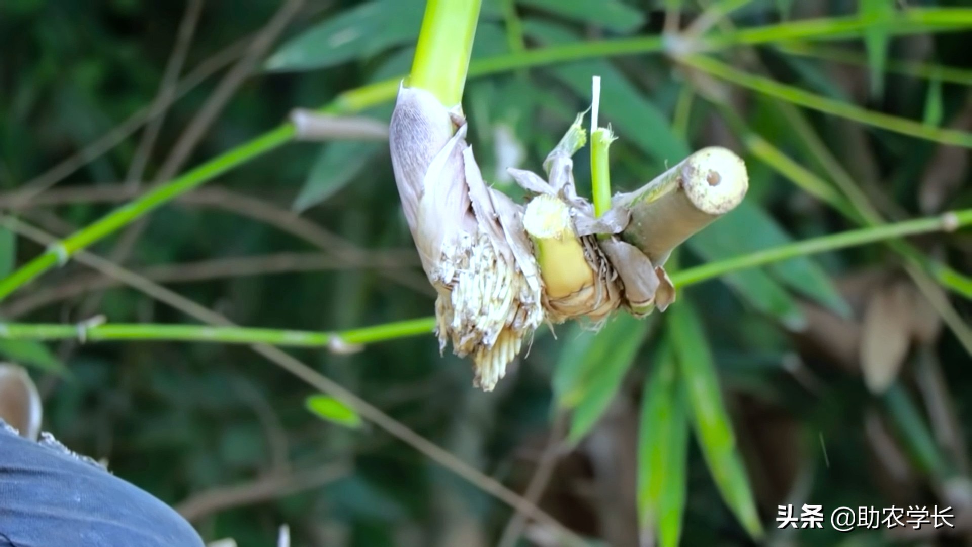 竹子种植时间和方法（教你小竹笋种植小技巧）