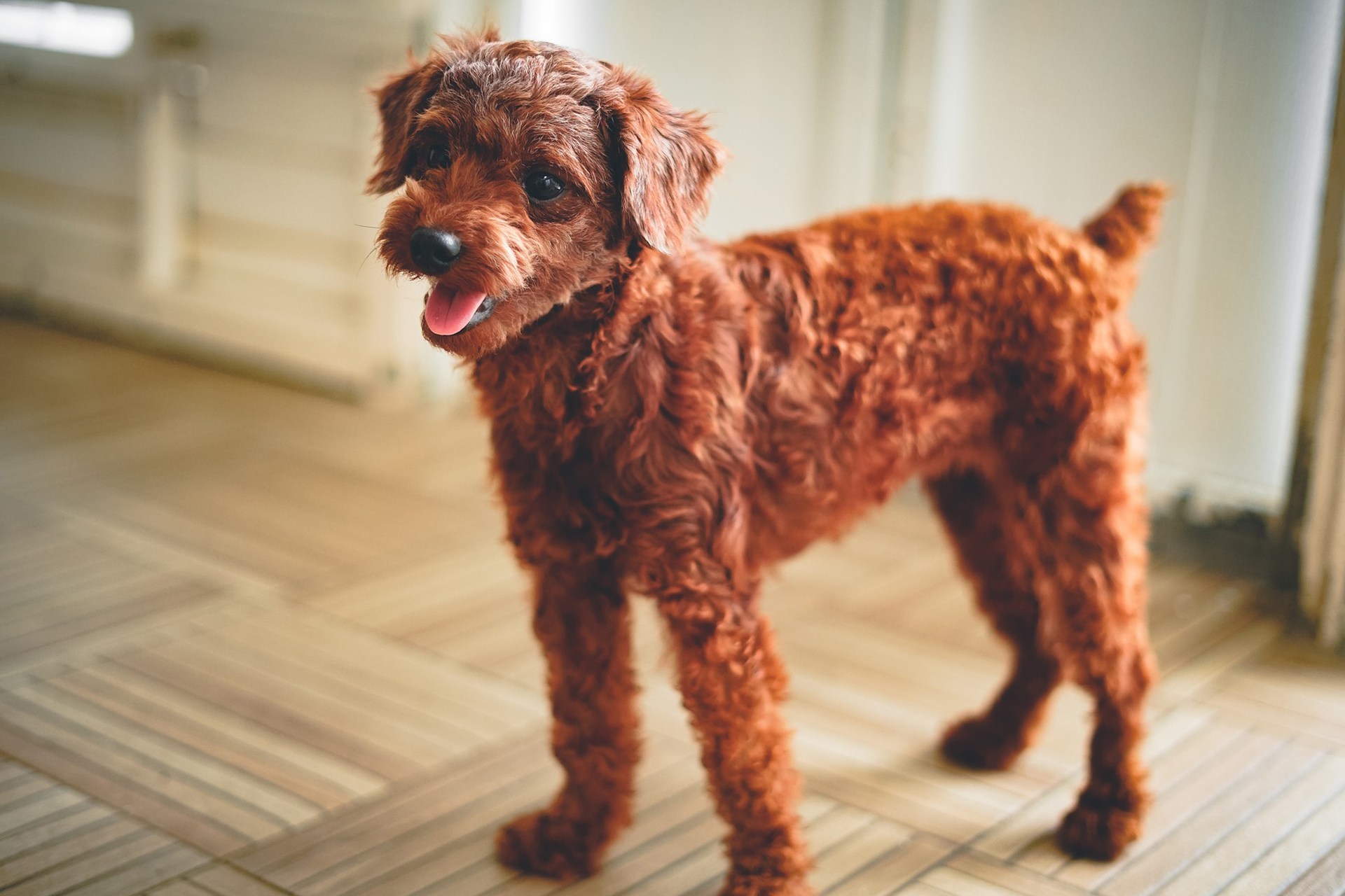最会讨好人，误解最深的狗狗：“泰迪犬”性格全面解析