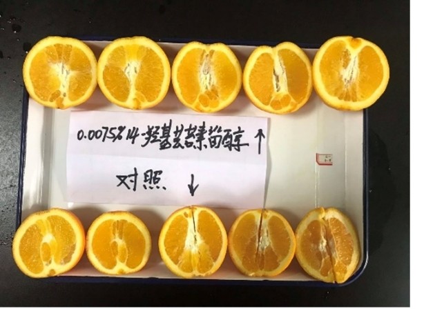 碩豐481,碩豐481蕓苔素