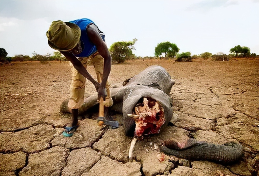 非洲象人族女人图片(非洲象人族女人图片欣赏) - 泉兴百科
