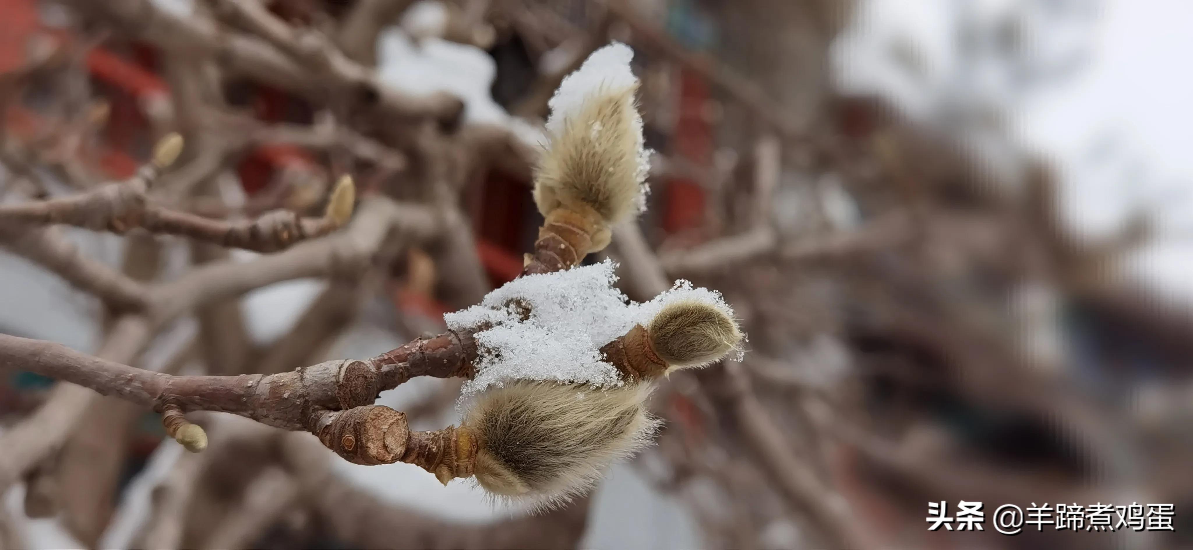 难览观园全画景雪覆腊梅一隅香——踏雪寻游北京大观园