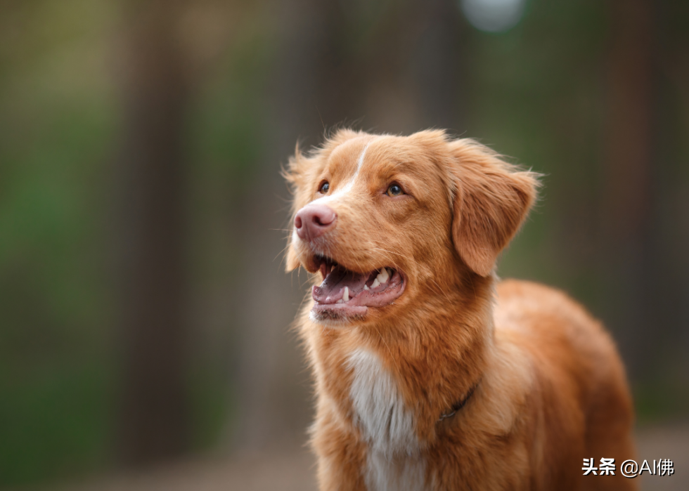 美国人评出排名前 63 最聪明的犬种