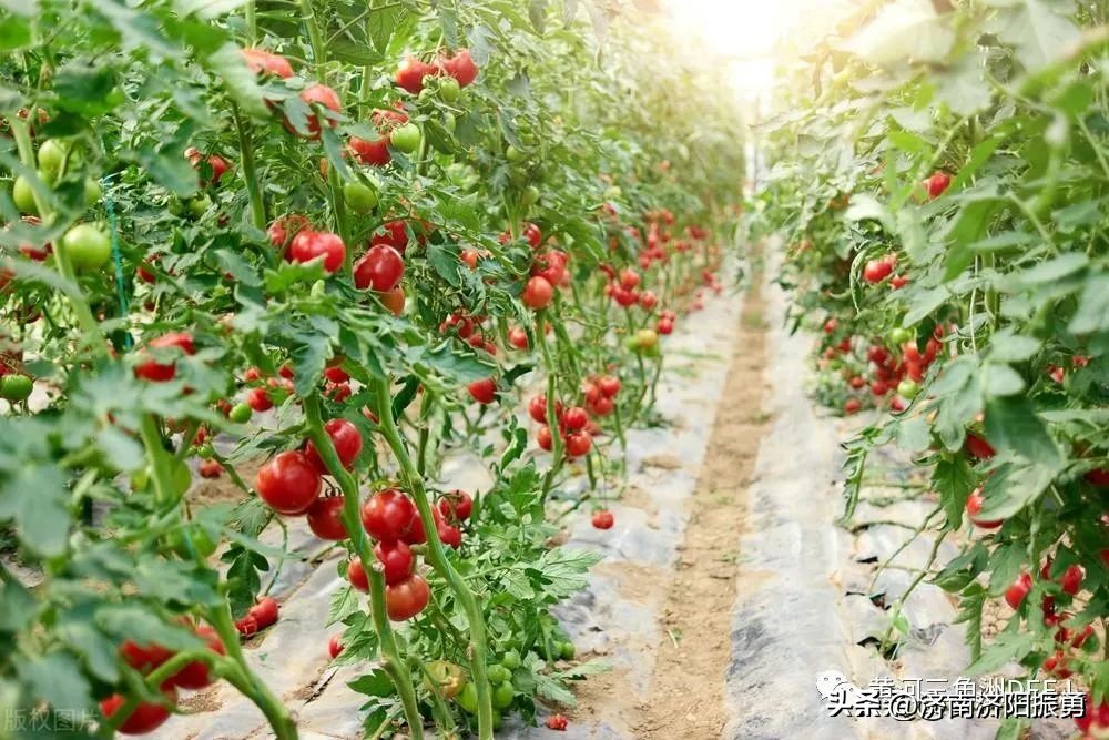 上海青菜种植时间和方法（上海青菜几月份播种最适合）-第4张图片-科灵网