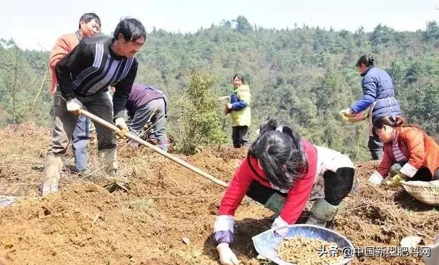 农村这些作物,明年种植,赚钱多,利润很可观,价格一直在涨