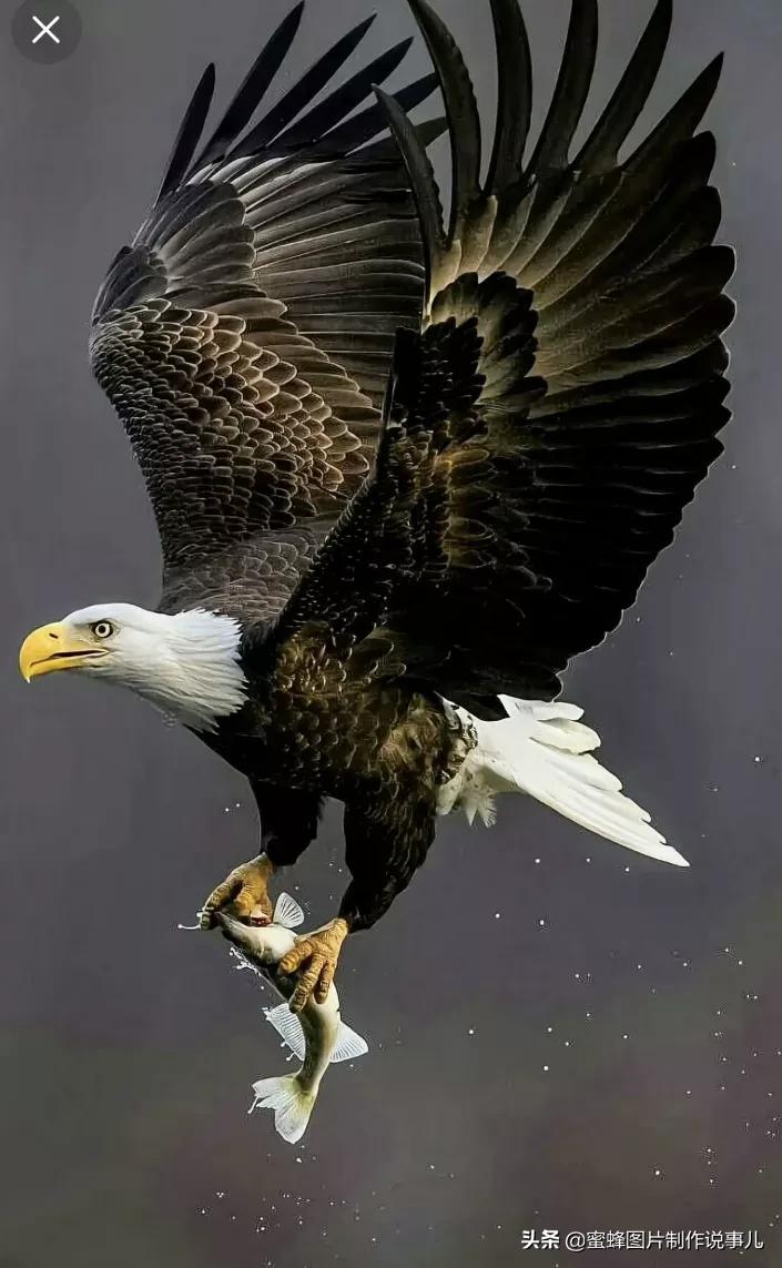 雄鹰展翅高飞,搏击长空终不悔