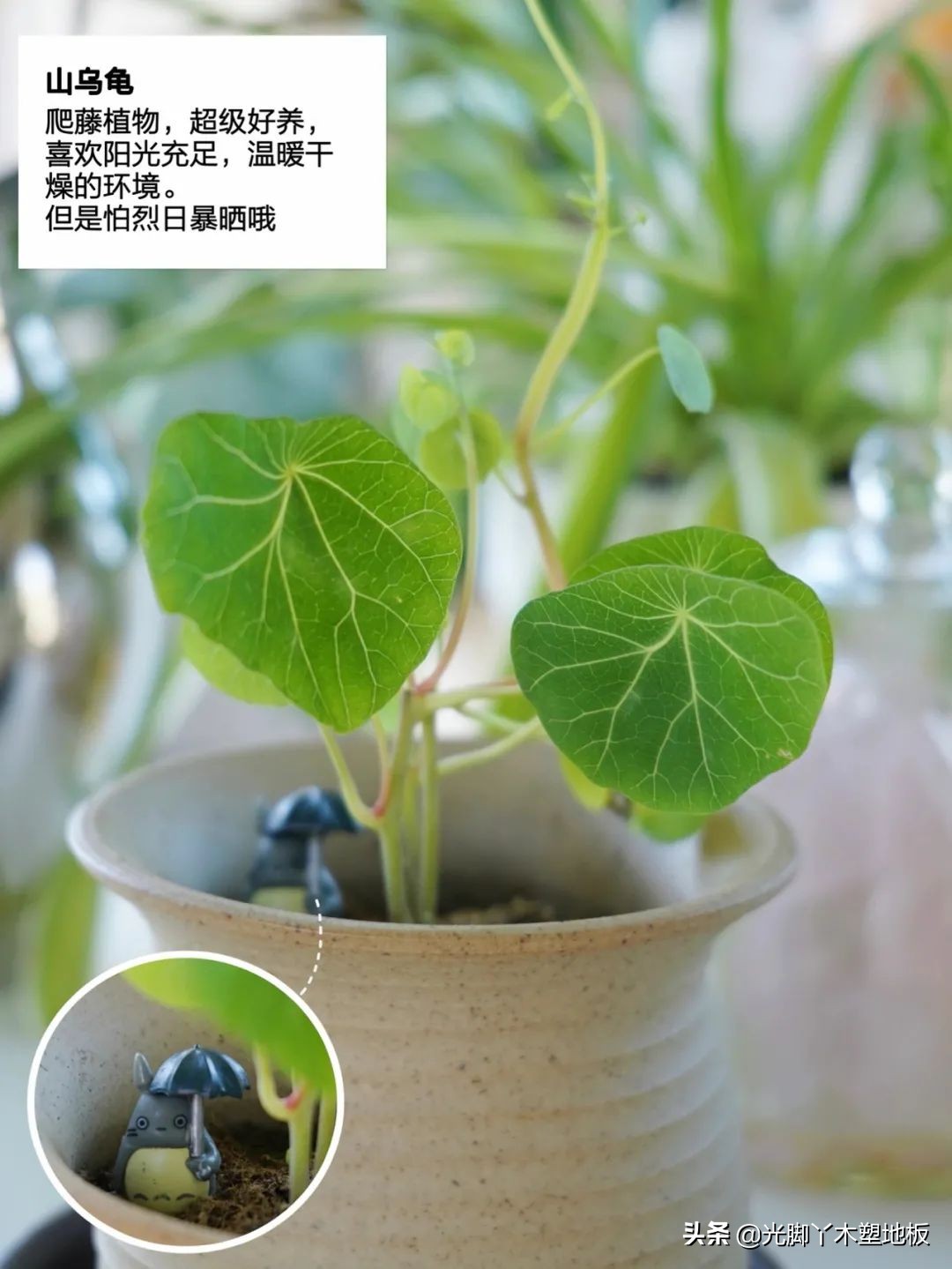花5000块，把14㎡阳台变成一个小花园，小小的改变感受大大的幸福