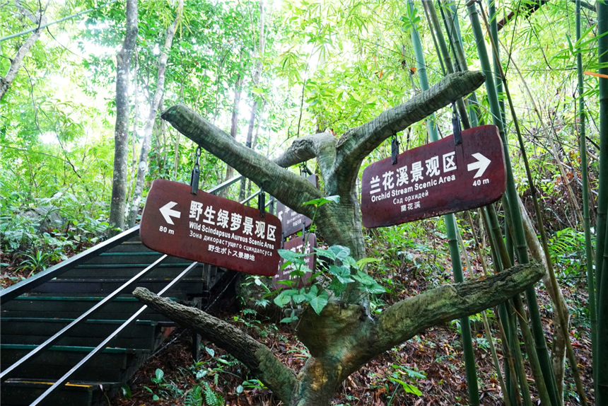 自驾海南，探寻雨林秘境，黎族村落到茶园深处，4天3晚游玩全攻略