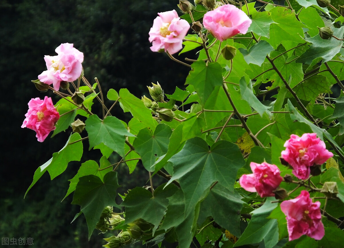 大连医科大学分数线（2021年大连医科大学研究生分数线）