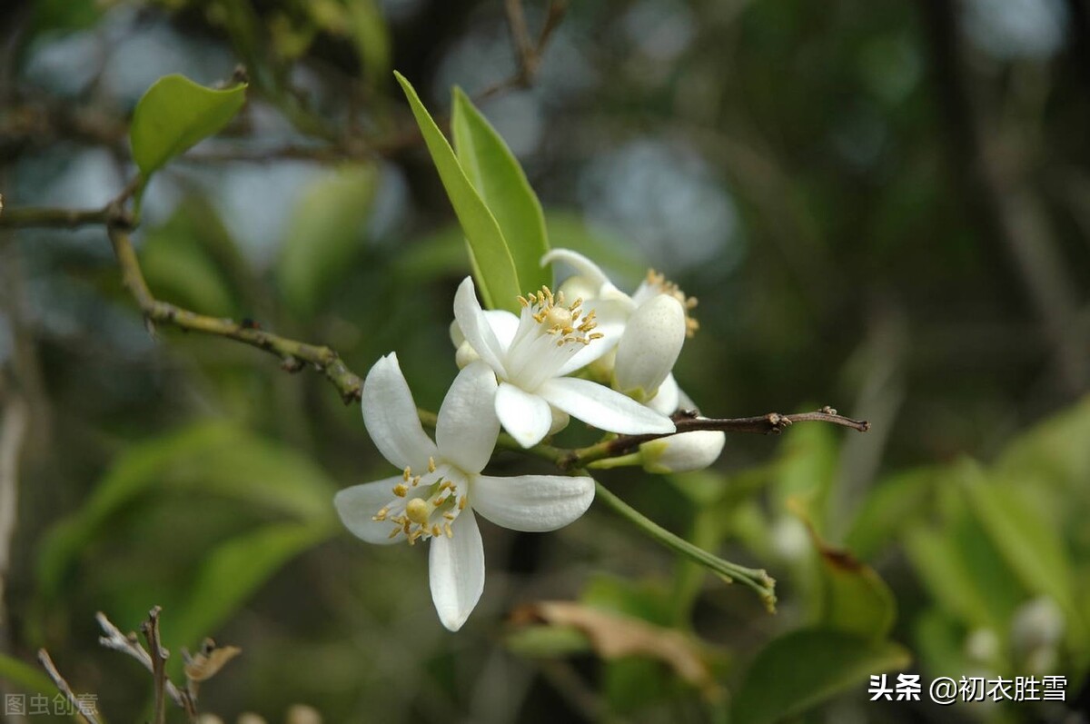 ​晚春橘花古诗七首赏读：橘花如雪细吹香，橘花开时香满城