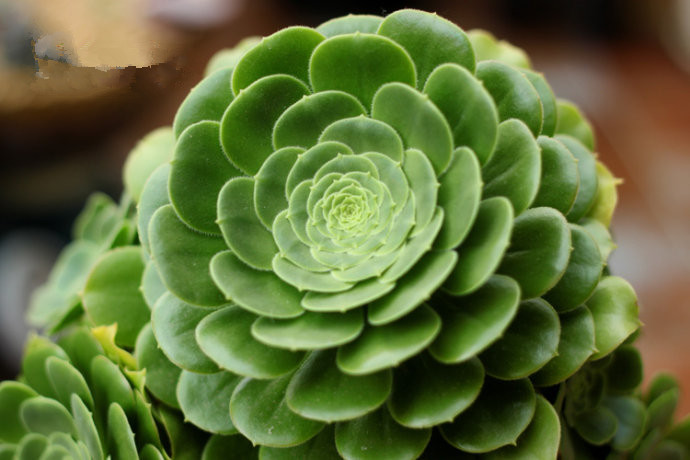 多肉植物资料（100种常见多肉植物图鉴）