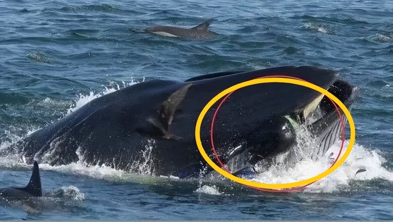 利兹鱼和蓝鲸哪个大(这事能吹一辈子!