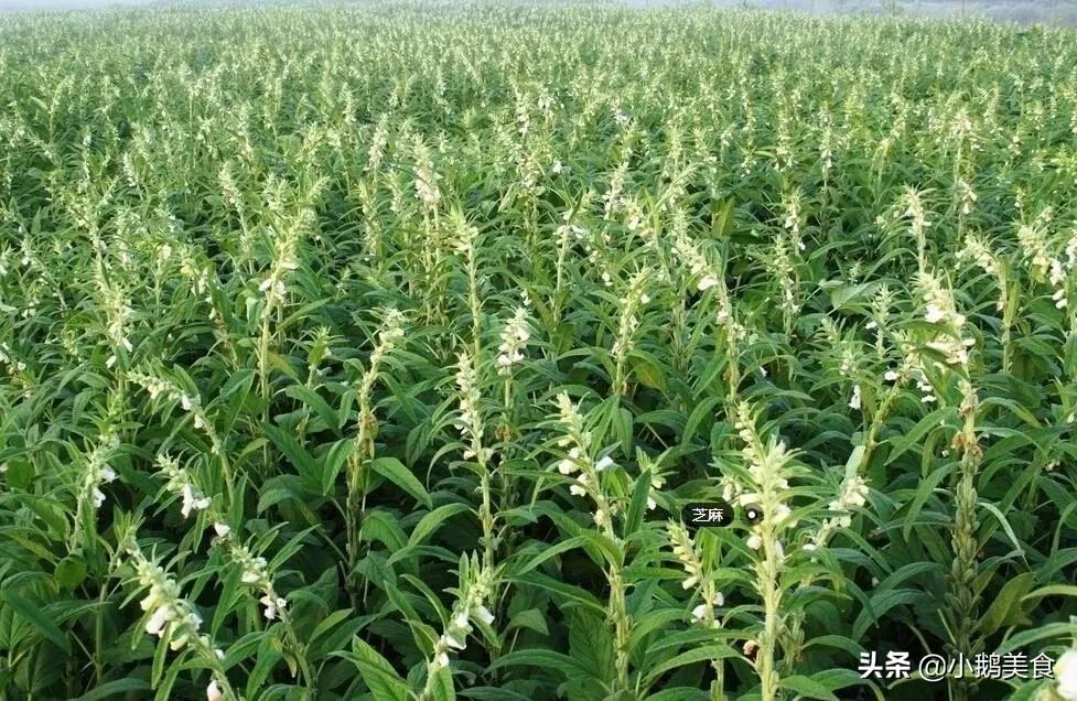 白芝麻怎么吃（芝麻懒人做法简单营养又解馋）