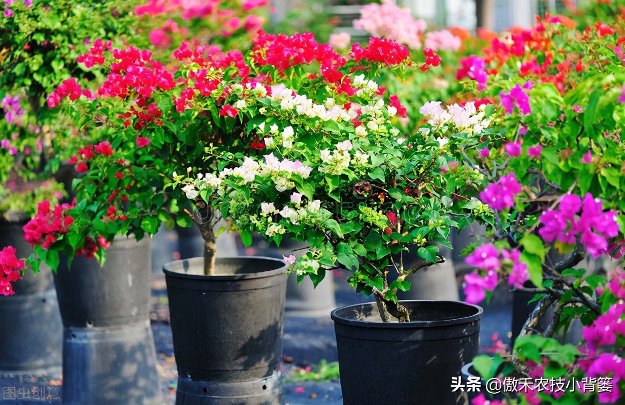 花卉苗木、瓜果蔬菜长不好，不妨给它用点氨基酸