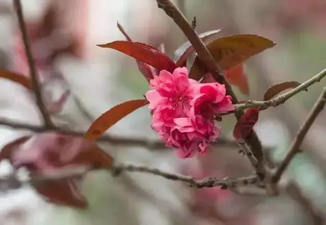 又到了樱梅桃李梨杏海棠……盛开的季节！脸盲吗？看这个