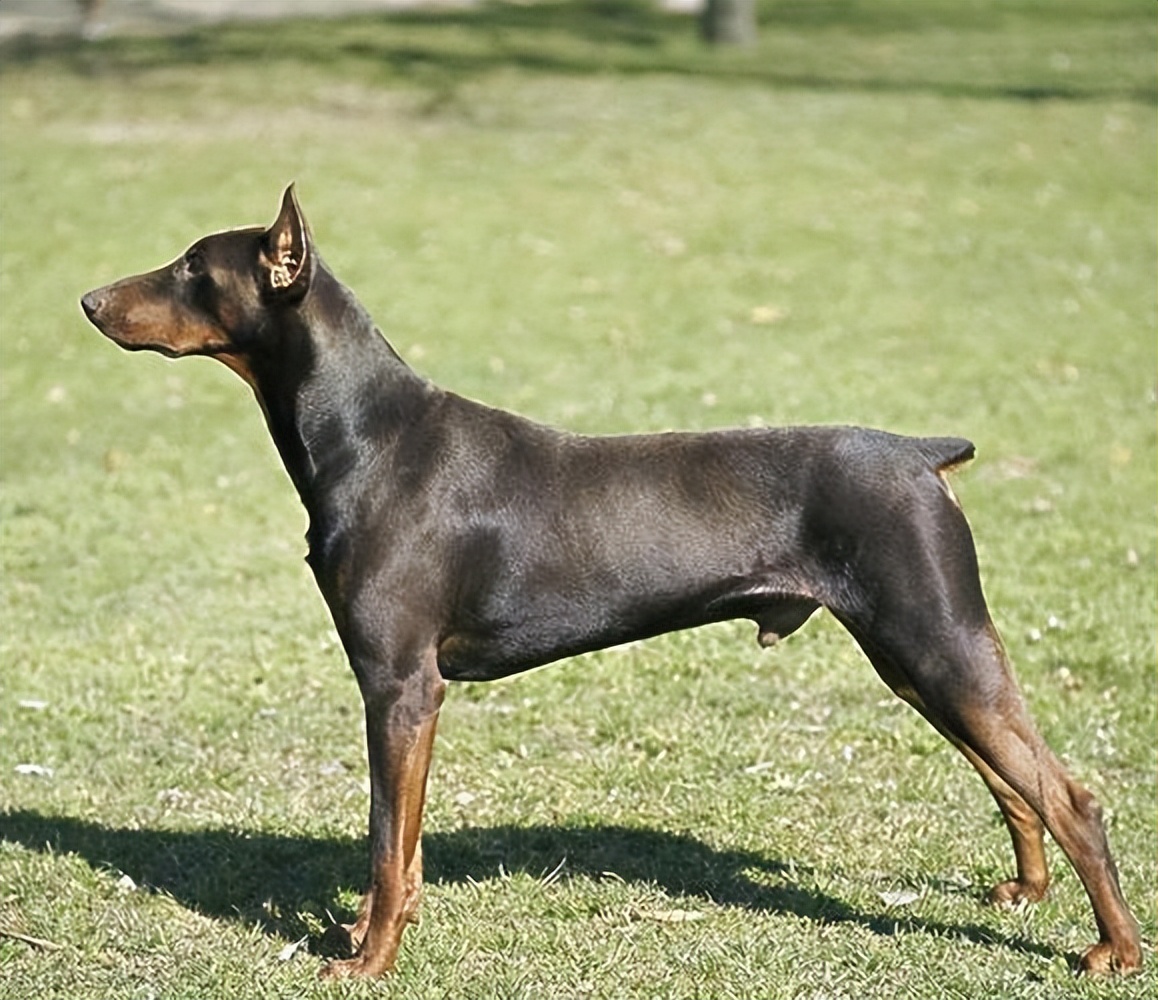 小狗几天断尾最好(盘点那些狗断尾的原因)