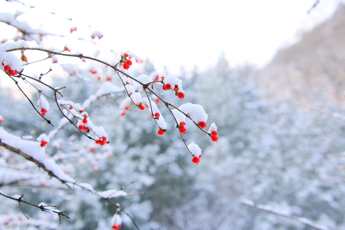 岁暮清欢，落雪为念，愿你素心向暖，不惧前路严寒