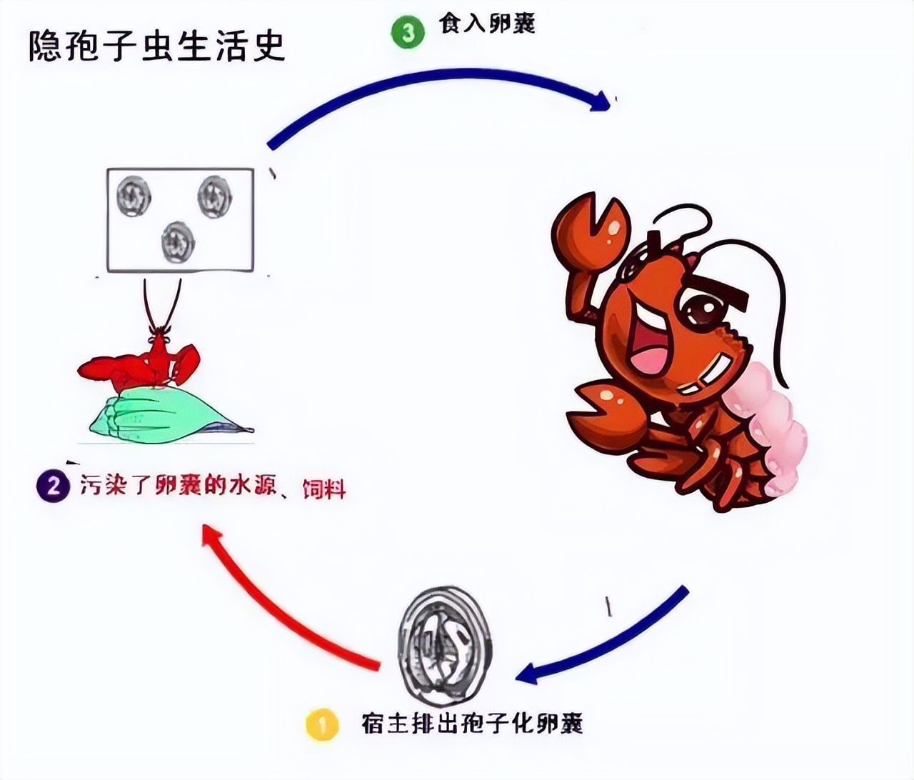 预警！“肝肠胞虫”让虾农们损失百万！新神器，有效率90%以上