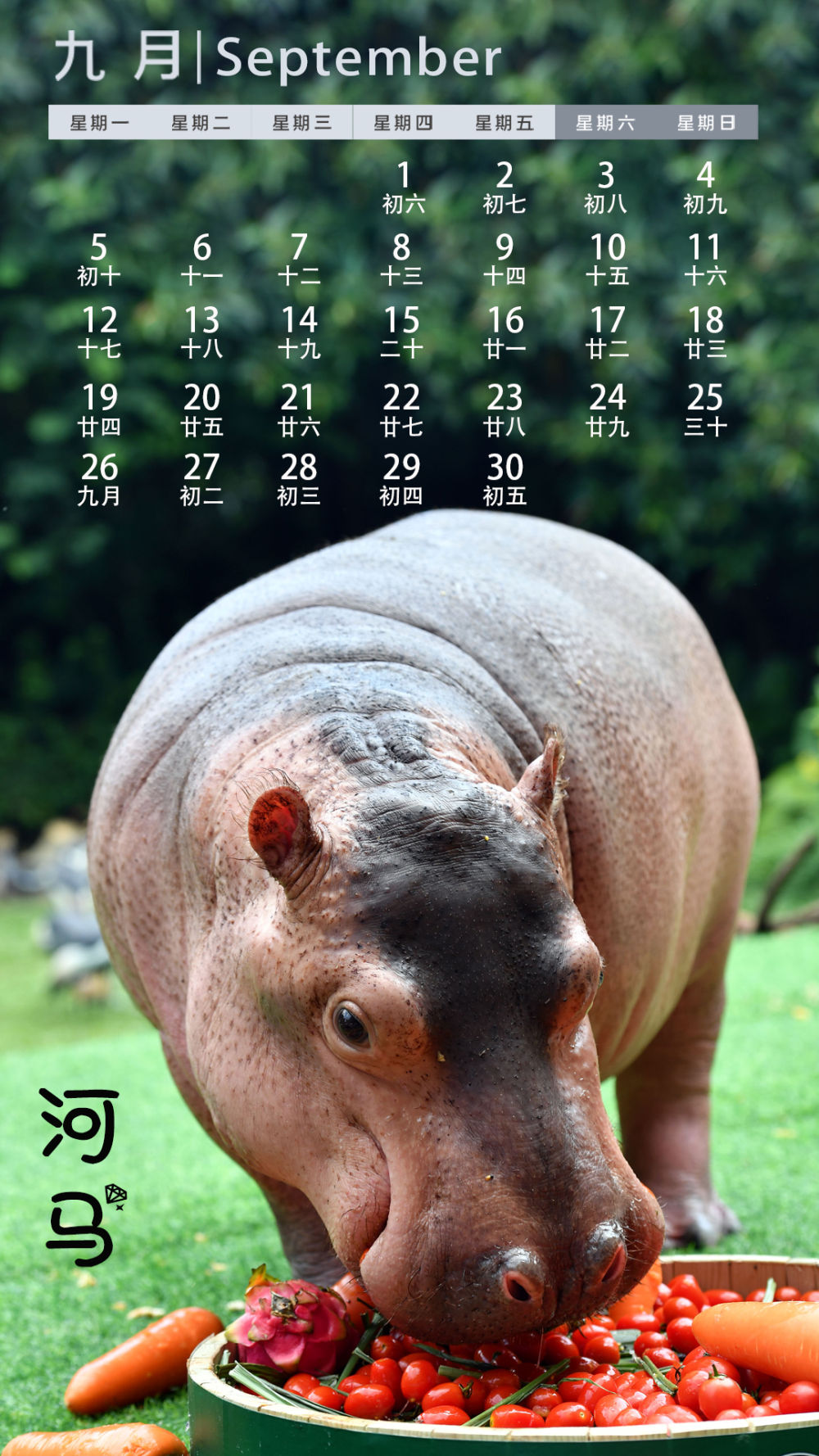 日历读后感(小象日记读后感)_晶羽文学网