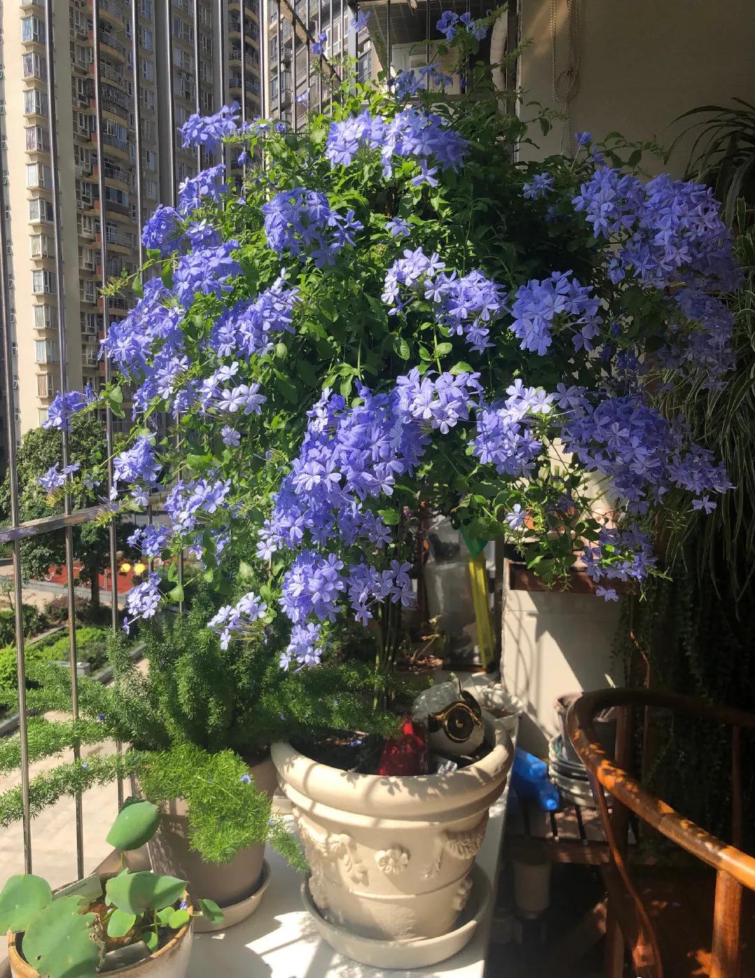 可以暴晒的花卉植物（可以暴晒的花卉植物图片）-第14张图片-昕阳网