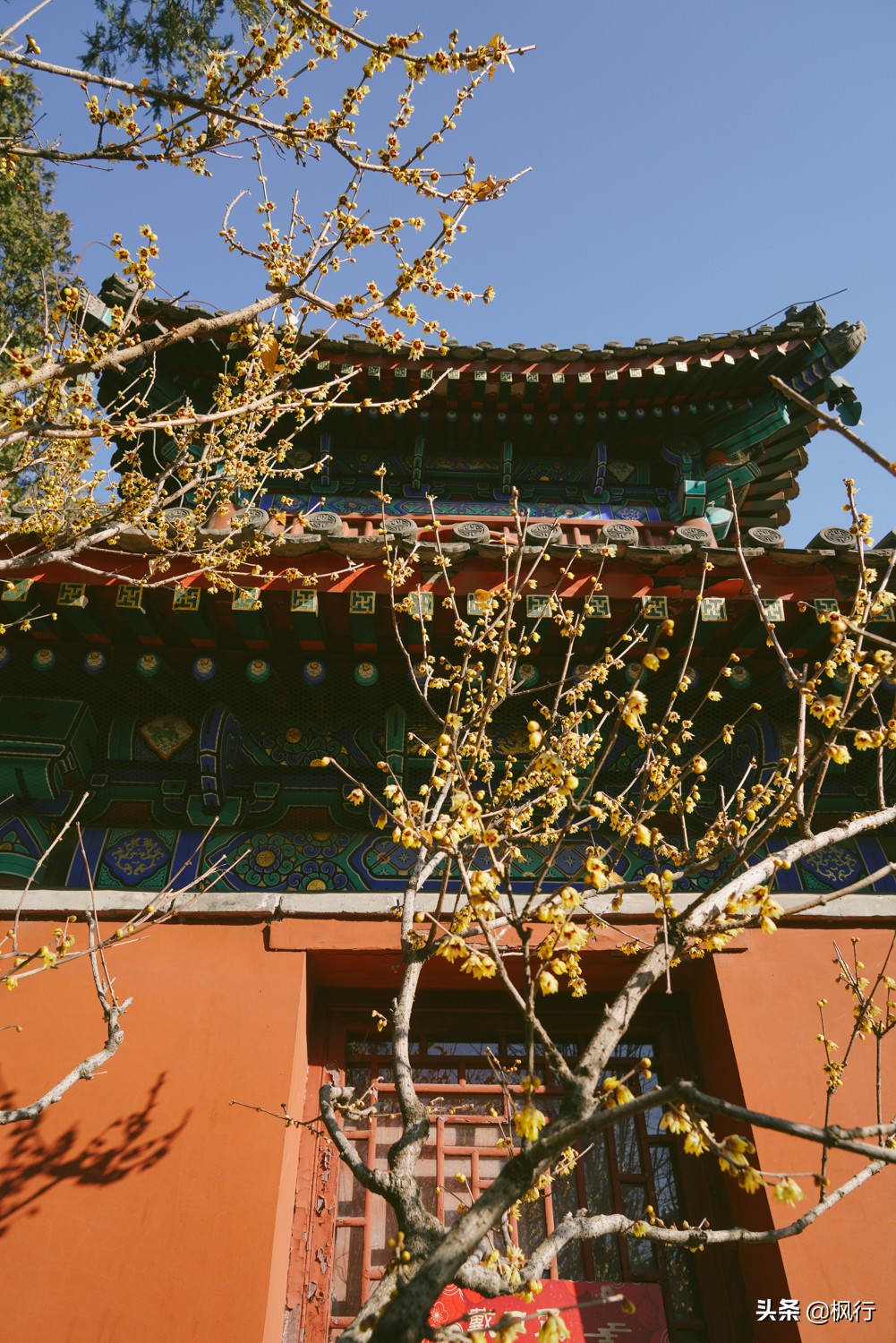 植物园卧佛寺腊梅已盛开，最佳观赏期到啦，附拍照攻略