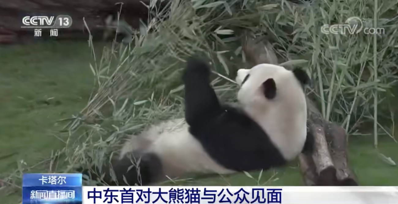 世界杯專用區（這屆世界杯“含中量”有多高？一起去打“卡）