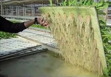 我國引進新型牧草，7天快速成熟，低成本高產(chǎn)量養(yǎng)殖人的福音