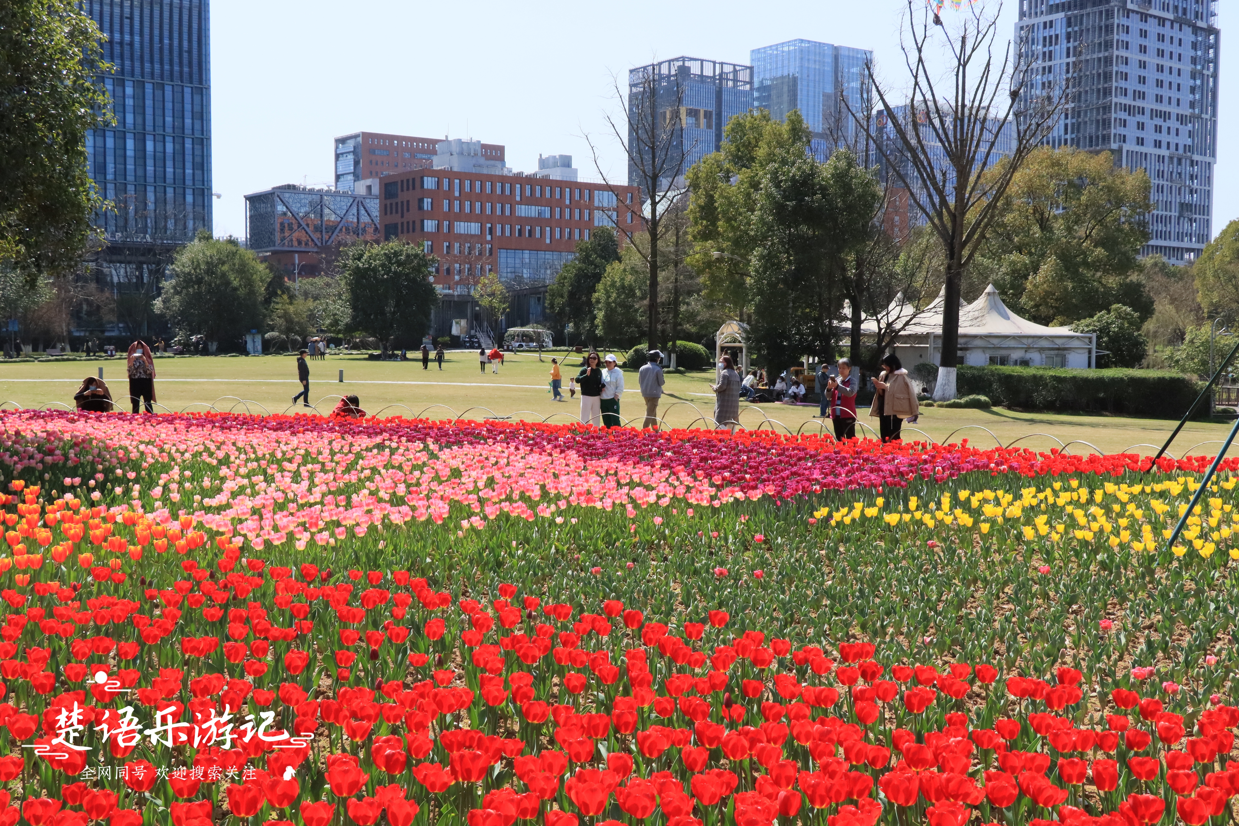 东面有郁金香花海，西面有油菜花海，浙江省宁波市这个公园又火了