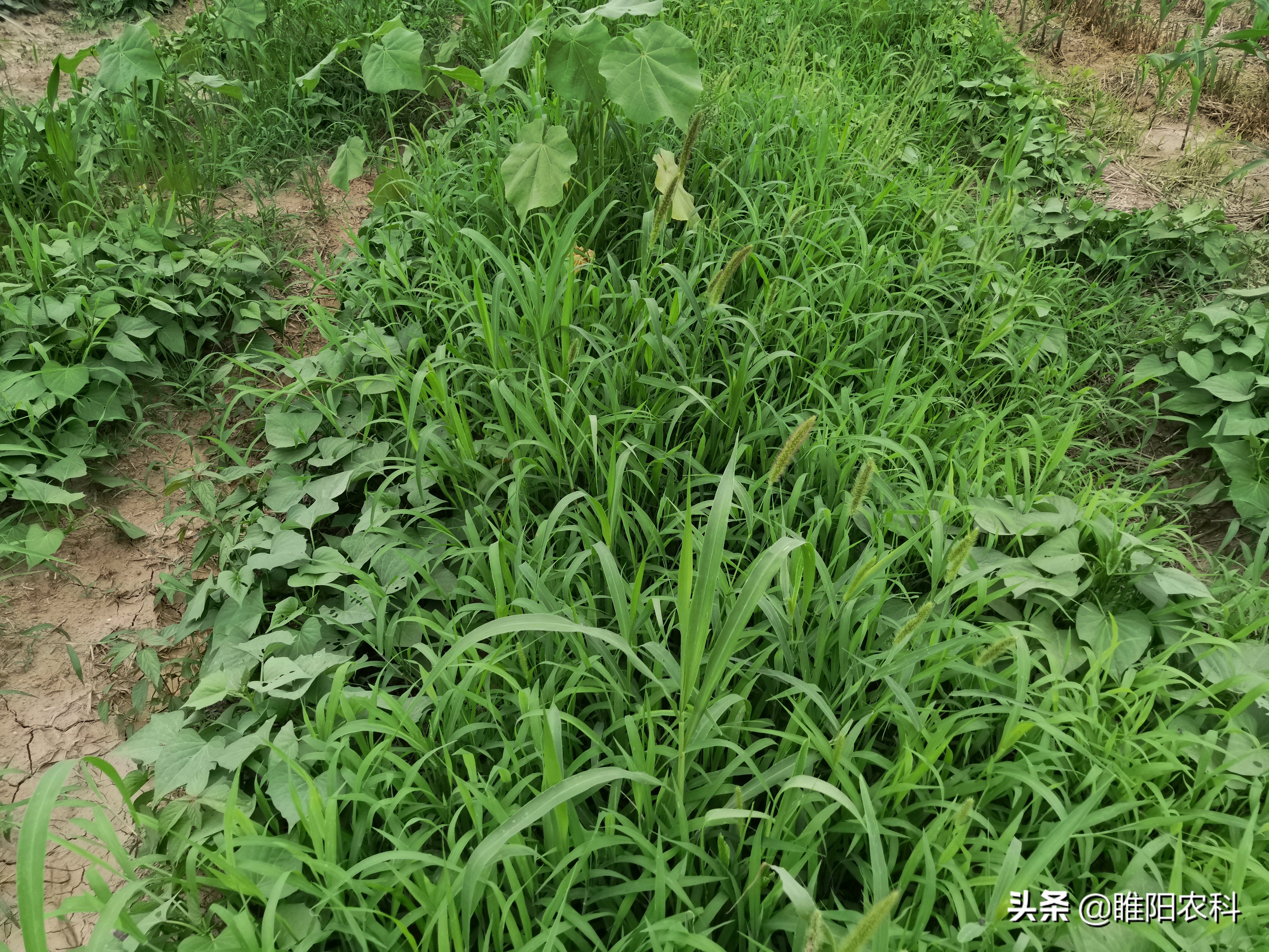 氯吡嘧磺隆使用范围（7种稻田的不同除草方法）