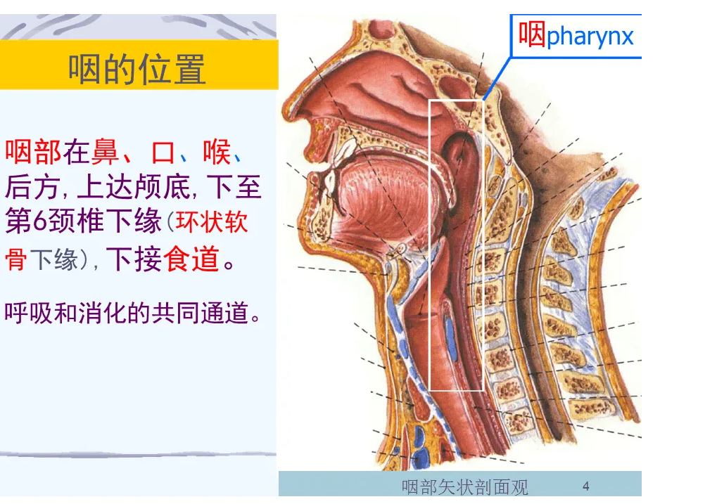 颈椎病还能导致瘫痪吗？颈椎不好的人，这些症状要注意