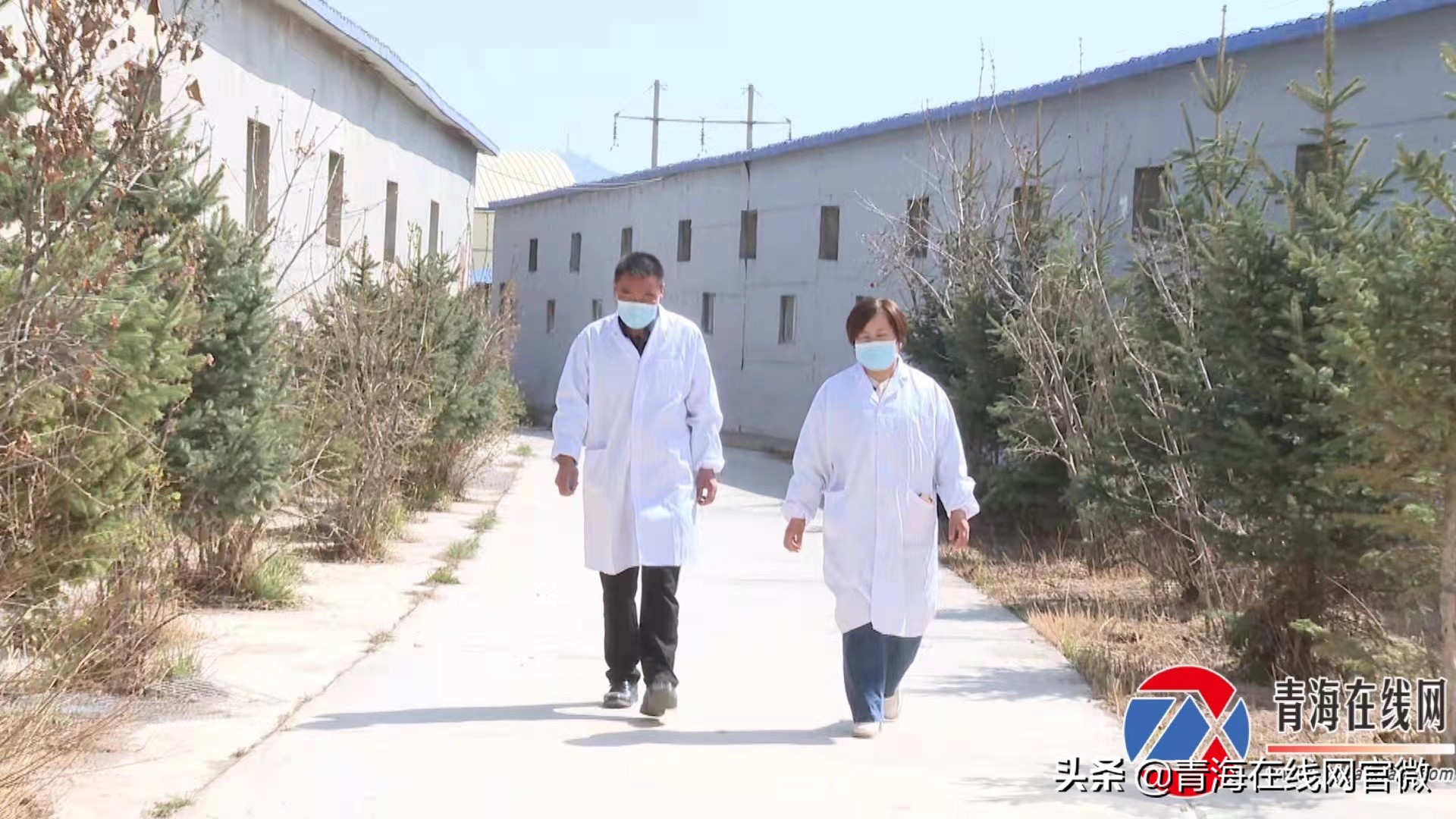 大学生返乡创业（青海80后大学生夫妻回乡创业）