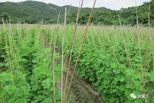 苦瓜的种植方法和高产技术（苦瓜种植有技巧）