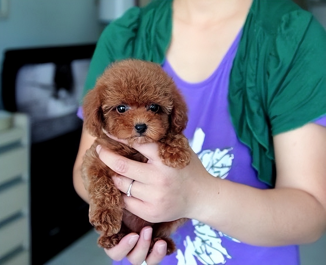 ② 泰迪犬在2個月大的時候,可以適當給它吃幼犬狗糧,但要記得泡軟再