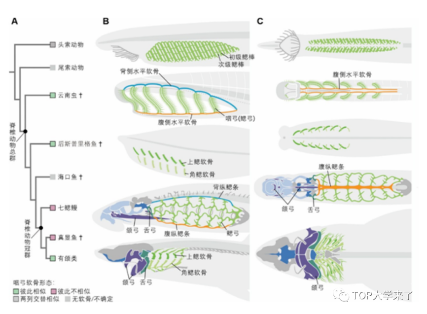 里程碑！南京大学取得重大科研成果，登上Science！