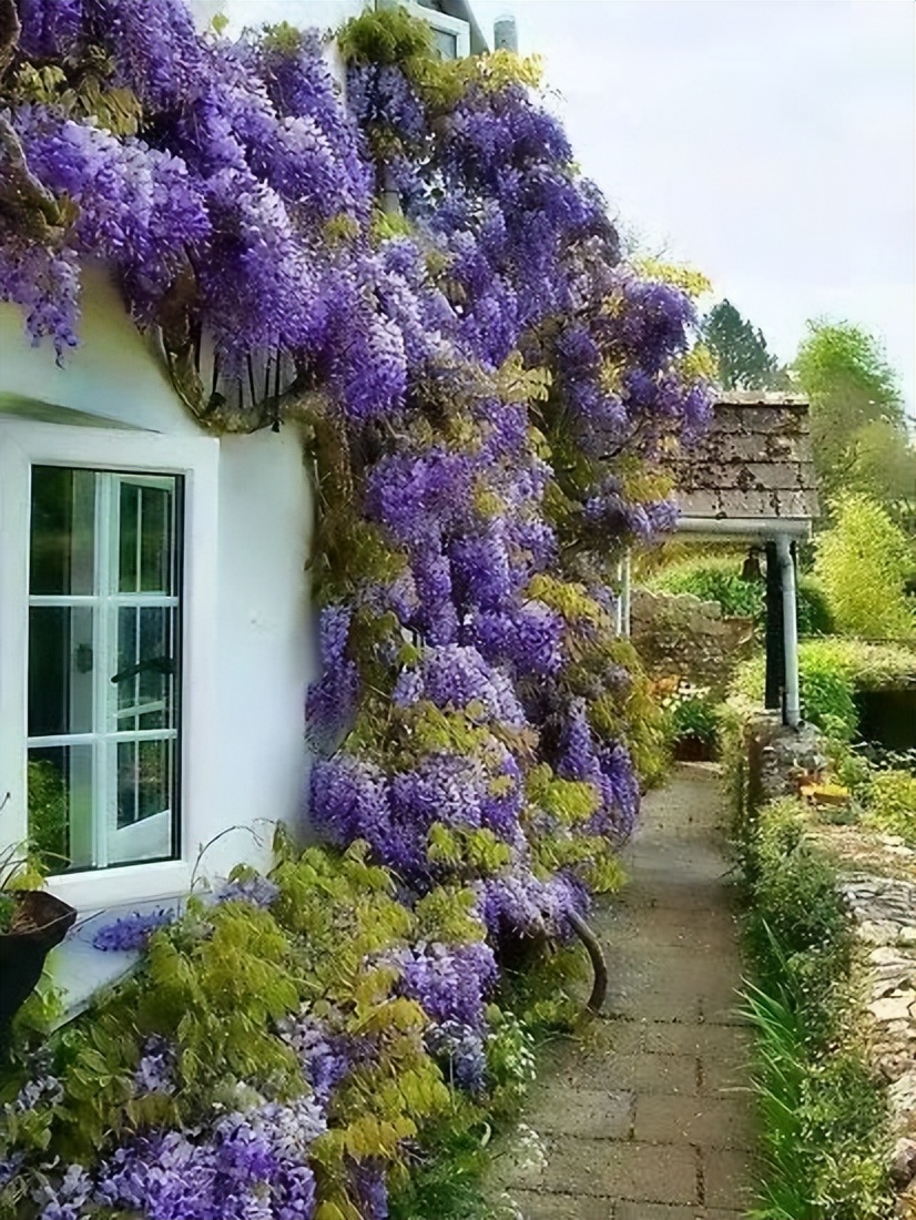 紫藤花真实图片（美得出众的豆科植物紫藤花景色分享）