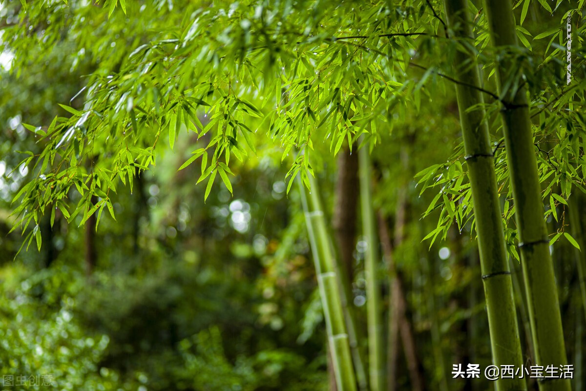 竹子和竹花寓意的矛与盾（竹子开花马上搬家是什么意思）