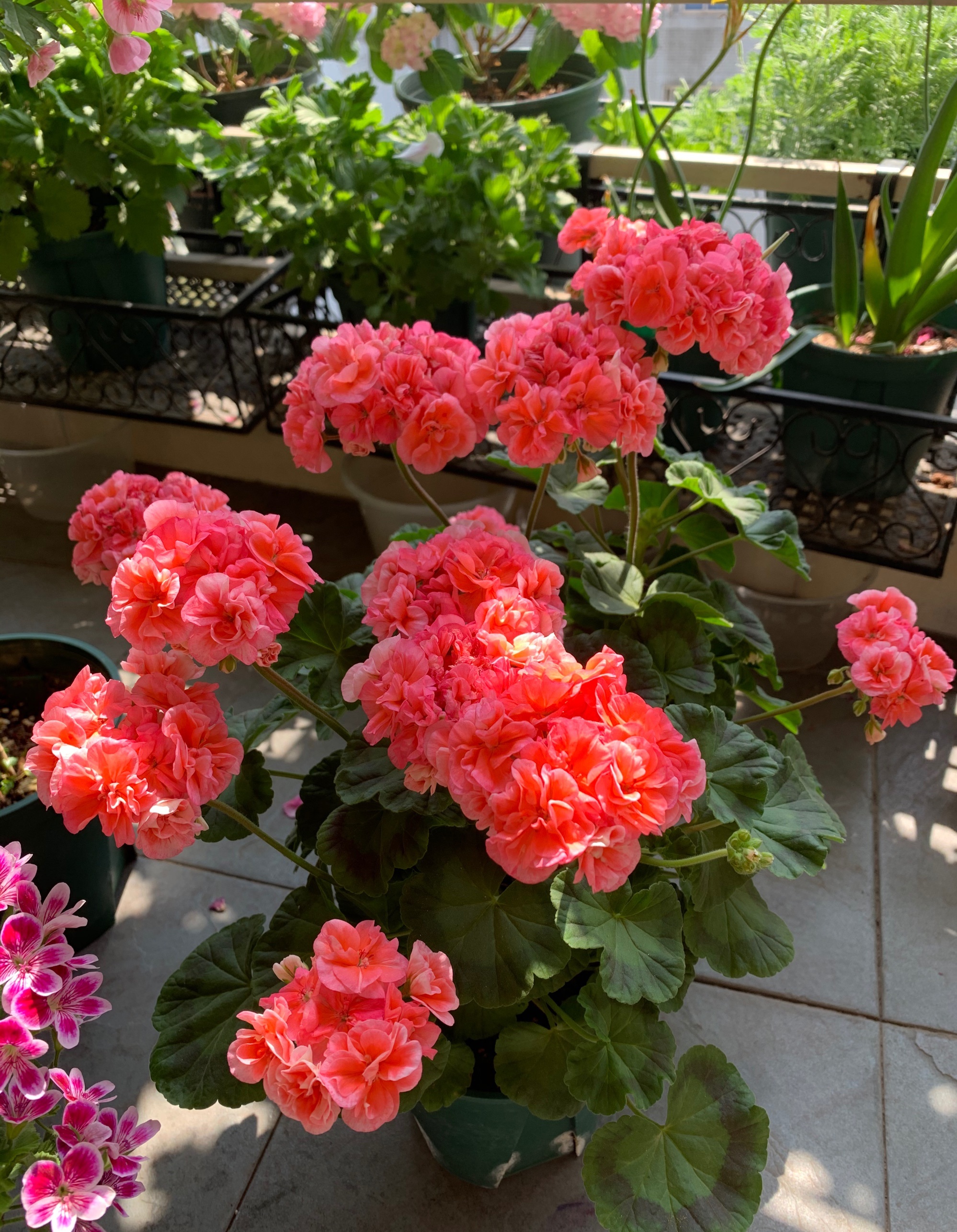 天竺葵也是比较适合在春天里入手的品种,比较适合在阳台上养护.