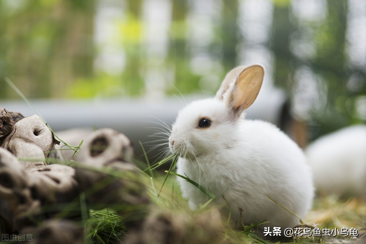 家养兔子吃什么食物（这些食材很常见可以自制兔粮）