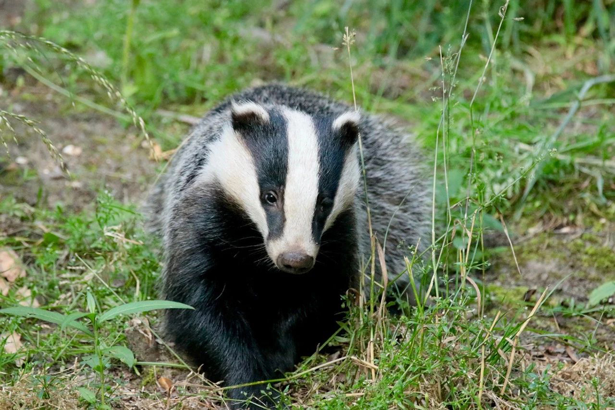 猹是什么动物 猹是二级保护动物吗-世界十大百科