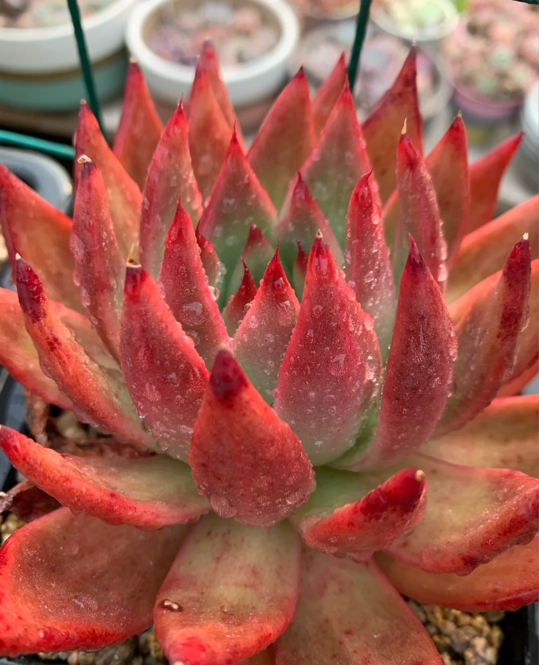 它是属于中大型的多肉,叶片狭长而尖,出状态时为深红色.47.