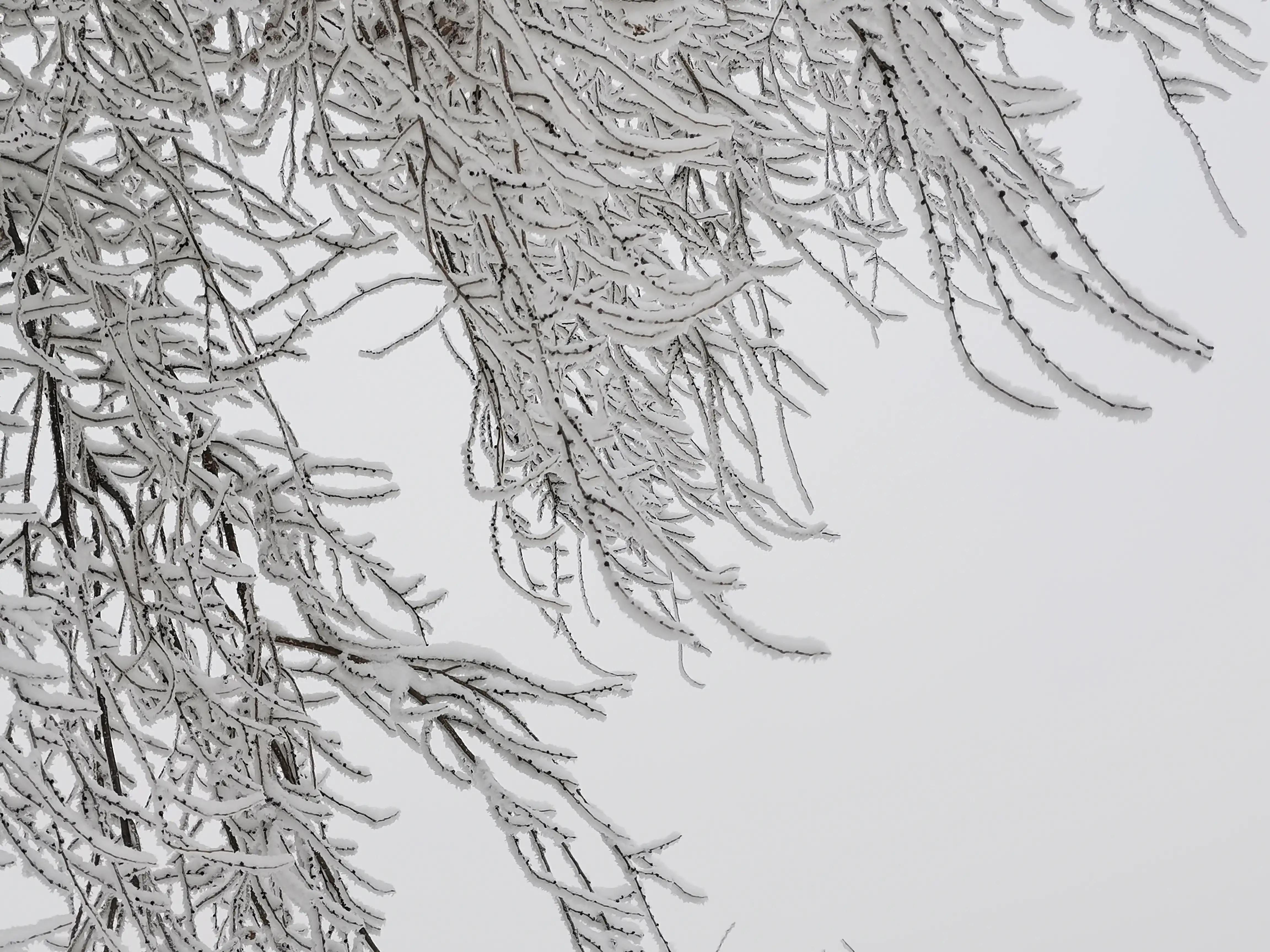 大雪壓青松青松挺且直的意思大雪壓青松青松挺且直是什麼意思