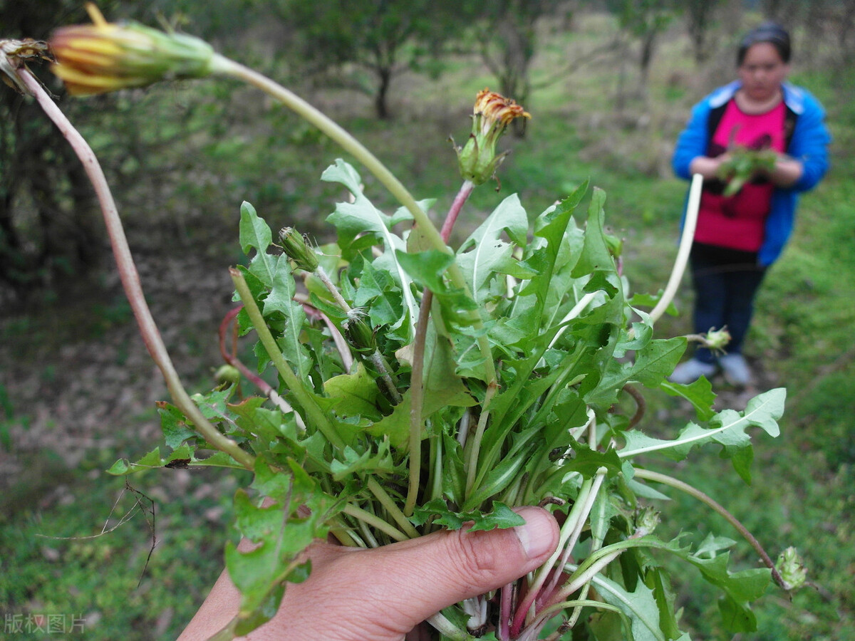 野菜有哪些常見品種常吃野菜大全圖片