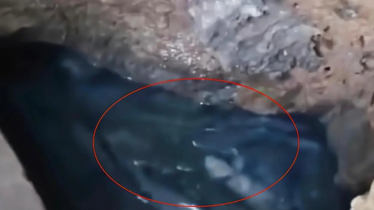 ����Ƥ�Ҵ壺������ɽ����100���꣬ר�ң����㲻�ܳ�