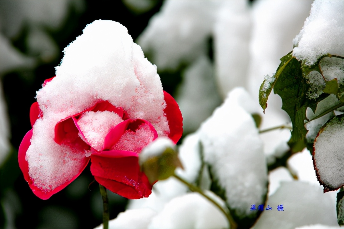 感恩大自然的馈赠“花果揪雪韵”