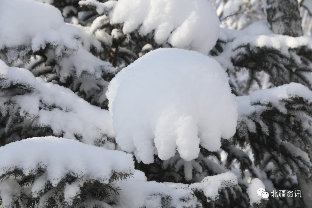 美图！三月春雪添诗意 玉树琼瑶美“出圈”