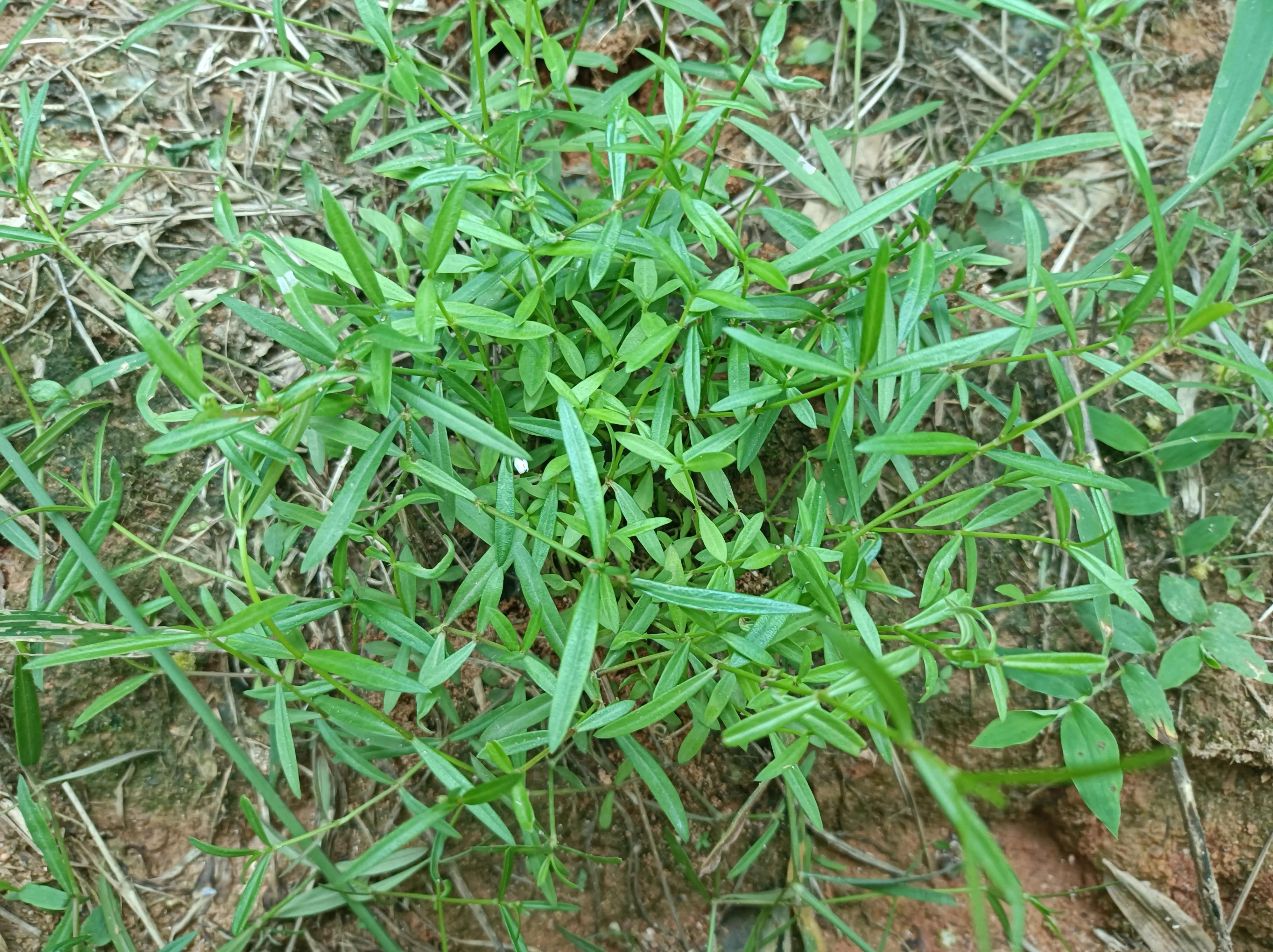 田边发现这种"蛇舌草",请不要除掉,价值很高,对癌肿有奇效